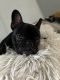 French Bulldog Puppies for sale in Pittsburgh, PA, USA. price: $5,500