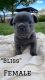French Bulldog Puppies for sale in Hollywood, FL, USA. price: $3,500