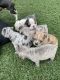 French Bulldog Puppies for sale in Modesto, CA, USA. price: $1,500