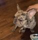 French Bulldog Puppies for sale in Laurel, MD, USA. price: NA