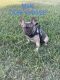 French Bulldog Puppies for sale in 11750 W Sample Rd, Coral Springs, FL 33065, USA. price: $2,000