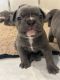 French Bulldog Puppies for sale in Enumclaw, WA 98022, USA. price: NA