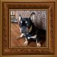 French Bulldog Puppies for sale in Fincastle, VA 24090, USA. price: $3,500
