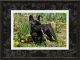 French Bulldog Puppies for sale in Fincastle, VA 24090, USA. price: $1,500