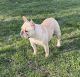 French Bulldog Puppies for sale in Fincastle, VA 24090, USA. price: $2,000