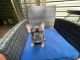 French Bulldog Puppies for sale in Auburn, AL, USA. price: $3,500