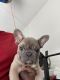 French Bulldog Puppies for sale in Lithonia, GA 30058, USA. price: $2,000