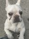 French Bulldog Puppies for sale in East Meadow, NY, USA. price: $5,000
