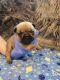 French Bulldog Puppies for sale in Burleson, TX, USA. price: $3,500