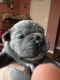 French Bulldog Puppies for sale in Corryton, TN 37721, USA. price: $2,500