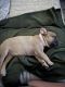 French Bulldog Puppies for sale in Colorado Springs, CO, USA. price: $2,500