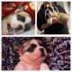 French Bulldog Puppies for sale in Healdsburg, CA 95448, USA. price: $1,000