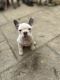 French Bulldog Puppies for sale in Waldorf, MD, USA. price: $4,000