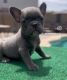 French Bulldog Puppies for sale in Maricopa, AZ, USA. price: $5,000