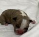 French Bulldog Puppies for sale in Coon Rapids, MN, USA. price: NA