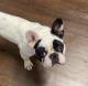French Bulldog Puppies for sale in Coconut Creek, FL, USA. price: NA