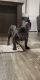 French Bulldog Puppies for sale in City of the Village of Clarkston, MI 48346, USA. price: NA