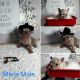 French Bulldog Puppies for sale in Bullard, TX 75757, USA. price: $6,000