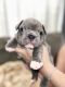 French Bulldog Puppies for sale in Townsend, DE 19734, USA. price: NA