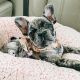 French Bulldog Puppies for sale in Florida City, FL, USA. price: $950