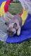 French Bulldog Puppies for sale in Carol Stream, IL 60188, USA. price: NA