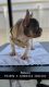 French Bulldog Puppies for sale in Hialeah, FL 33018, USA. price: $2,500