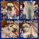 French Bulldog Puppies for sale in Amberg, WI 54102, USA. price: $4,000