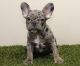 French Bulldog Puppies for sale in Pembroke Pines, FL 33024, USA. price: NA