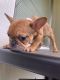 French Bulldog Puppies for sale in Gig Harbor, WA, USA. price: $1,700