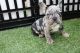 French Bulldog Puppies for sale in Pembroke Pines, FL 33024, USA. price: $3,000