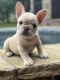 French Bulldog Puppies for sale in Springtown, TX 76082, USA. price: $4,500