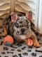 French Bulldog Puppies for sale in Springtown, TX 76082, USA. price: $7,500