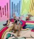 French Bulldog Puppies for sale in Tehachapi, CA 93561, USA. price: NA