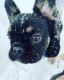 French Bulldog Puppies for sale in Wasilla, AK 99654, USA. price: $3,000