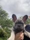 French Bulldog Puppies for sale in Davenport, FL, USA. price: $2,500