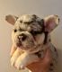 French Bulldog Puppies for sale in South Gate, CA, USA. price: NA