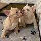 French Bulldog Puppies for sale in Robesonia, PA 19551, USA. price: $6,500