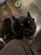 French Bulldog Puppies for sale in Manteca, CA 95336, USA. price: $2,500