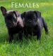French Bulldog Puppies for sale in Langston, AL 35755, USA. price: $1,000