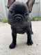 French Bulldog Puppies for sale in Indianapolis, IN, USA. price: $2,650