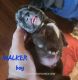 French Bulldog Puppies for sale in Baker City, OR 97814, USA. price: NA