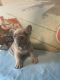 French Bulldog Puppies for sale in Tacoma, WA 98406, USA. price: $3,000