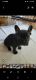 French Bulldog Puppies for sale in Middletown Township, NJ, USA. price: NA