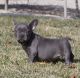 French Bulldog Puppies for sale in Portland, OR, USA. price: NA