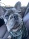 French Bulldog Puppies for sale in 475 Plum Creek Dr, Wheeling, IL 60090, USA. price: $1,000