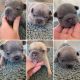 French Bulldog Puppies for sale in Saratoga Springs, UT, USA. price: $3,500