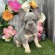 French Bulldog Puppies for sale in Texas City, TX, USA. price: $15,275