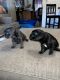French Bulldog Puppies for sale in Avondale, AZ, USA. price: $2,000