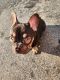 French Bulldog Puppies for sale in Bethlehem, PA 18015, USA. price: NA