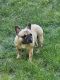 French Bulldog Puppies for sale in Poulsbo, WA 98370, USA. price: $1,500